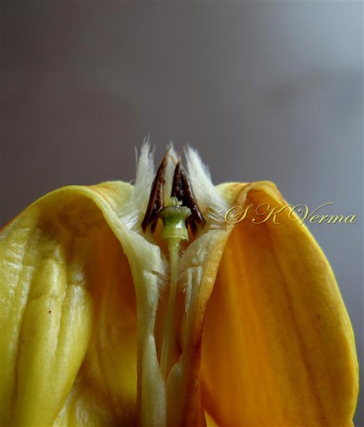  Flower V. S.-Apex of corolla tube with stamens, pistil head and scales